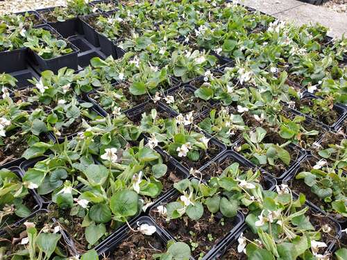 Bild von Viola odorata Alba