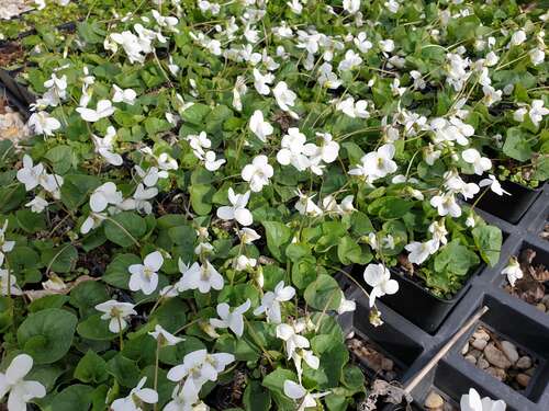 Bild von Viola sororia Immaculata