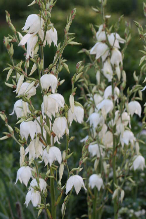 Bild von Fädige Palmlilie