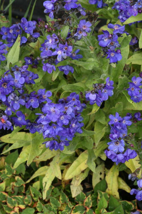 Bild von Anchusa azurea Loddon Royalist