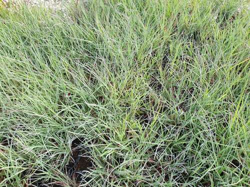 Bild von Andropogon scoparius Präirie Blues