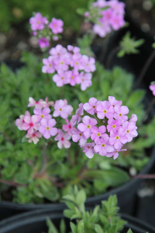 Bild von Androsace sarmentosa