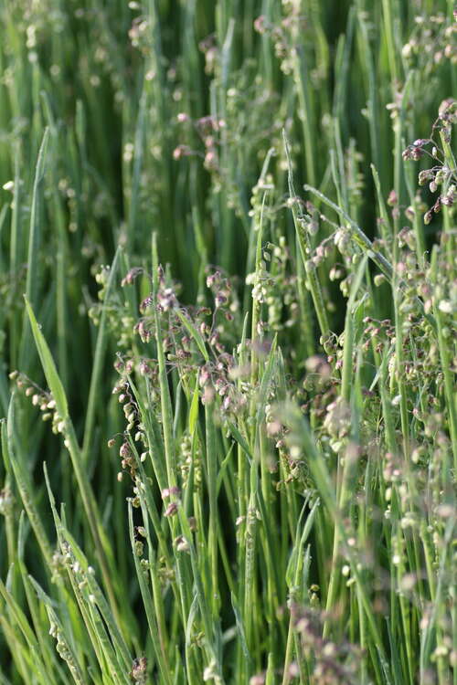 Bild von Briza media