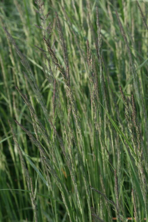 Bild von Calamagrostis x-acut. Karl Foerster
