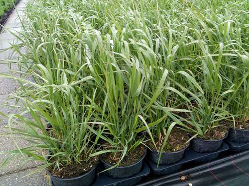 Bild von Calamagrostis x-acut. Karl Foerster