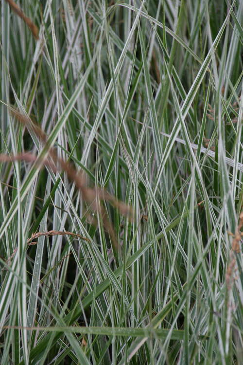 Bild von Calamagrostis x-acut. Overdam