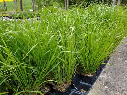 Bild von Calamagrostis x-acut. Waldenbuch
