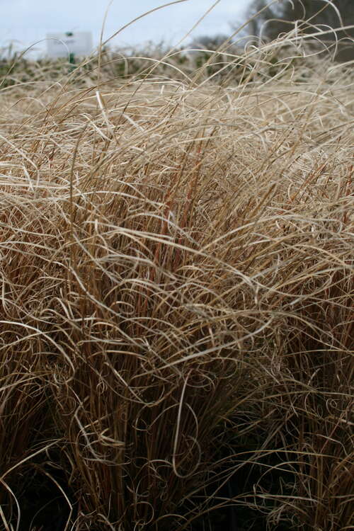 Bild von Neuseeland-Segge