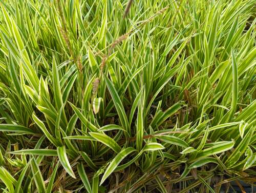 Bild von Carex foliosissima Goldband