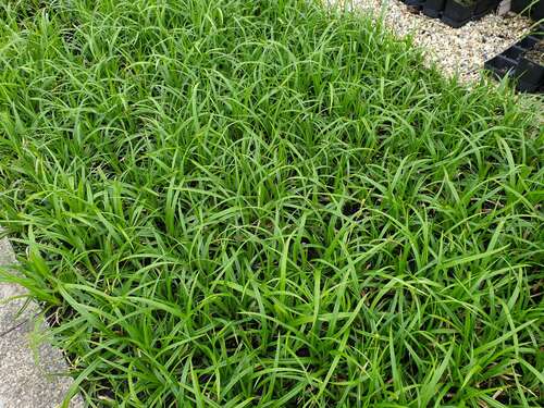 Bild von Carex foliosissima Irish Green