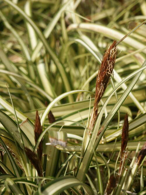 Bild von Gelbgrüne Garten-Segge