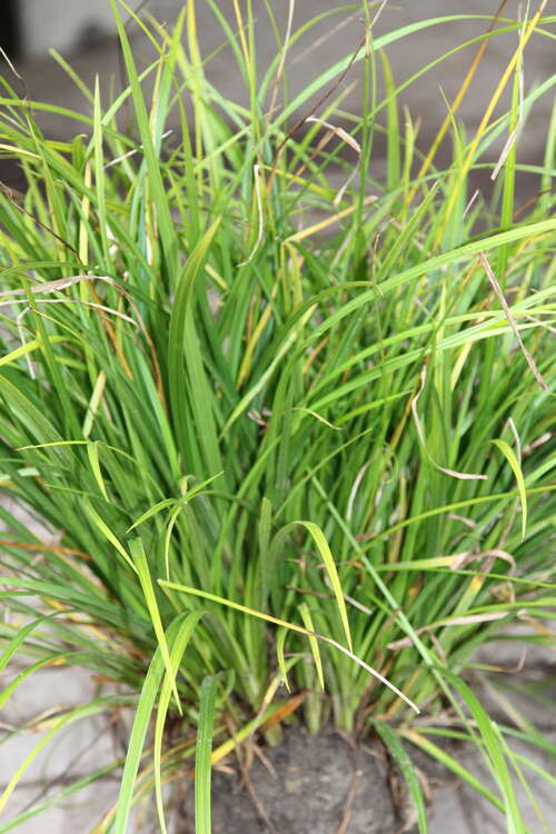 Bild von Carex oshimensis JS Greenwell