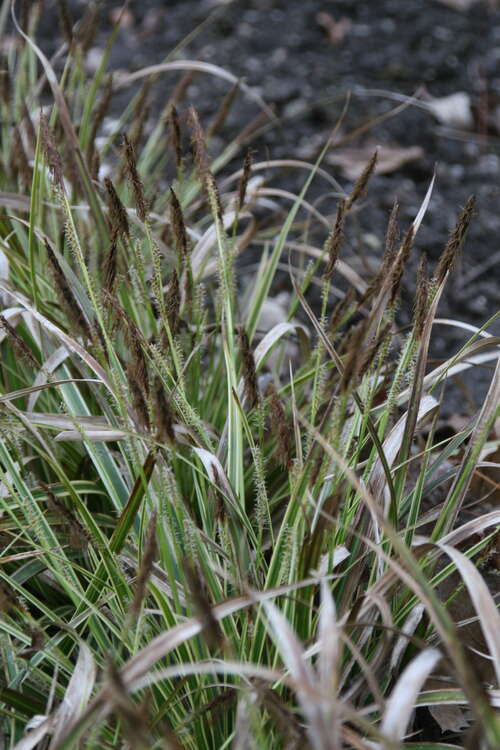 Bild von Japanische Segge