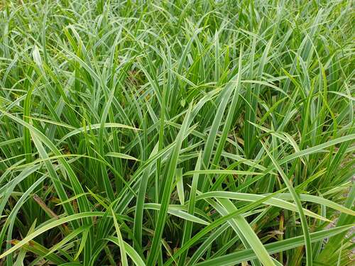 Bild von Carex morrowii Variegata