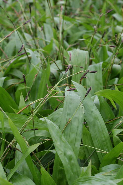 Bild von Carex plantaginea
