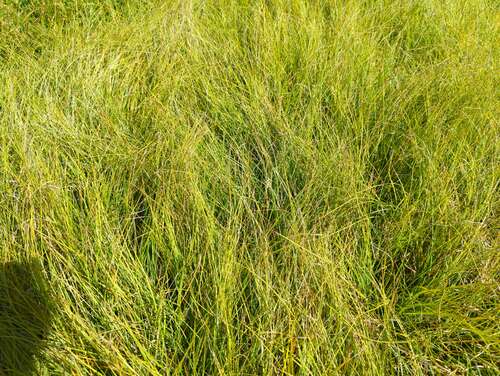 Bild von Schattensegge