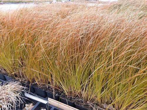 Bild von Carex testacea