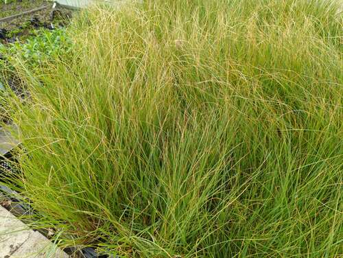 Bild von Kleines Garten-Pampasgras