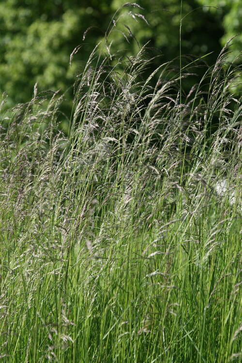 Bild von Deschampsia cespitosa