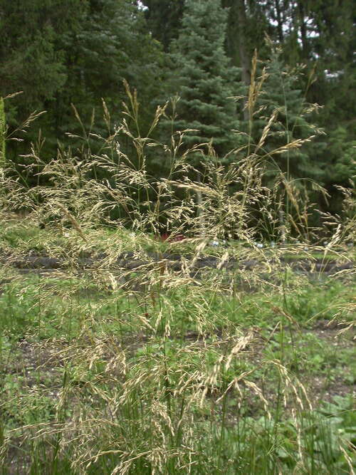 Bild von Deschampsia cespitosa Bronzeschleier