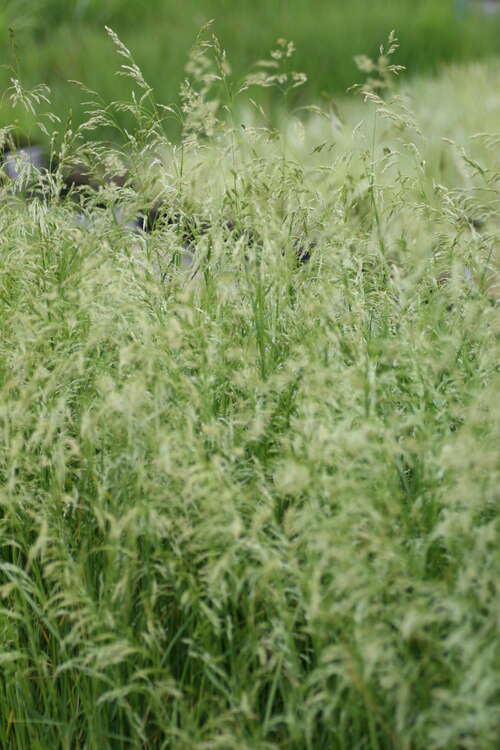 Bild von Deschampsia cespitosa Goldschleier