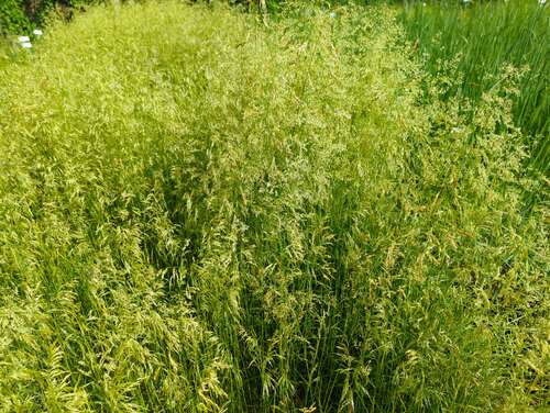 Bild von Deschampsia cespitosa Tauträger