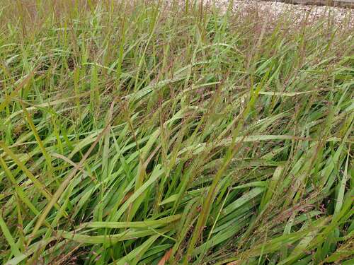 Bild von Eragrostis spectabilis