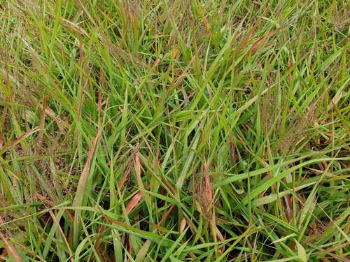 Bild von Eragrostis spectabilis Purpurflirren