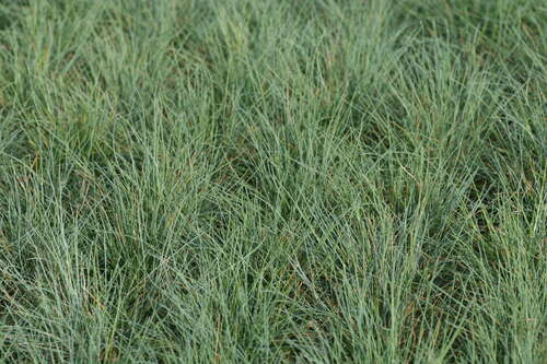 Bild von Festuca cinerea glauca