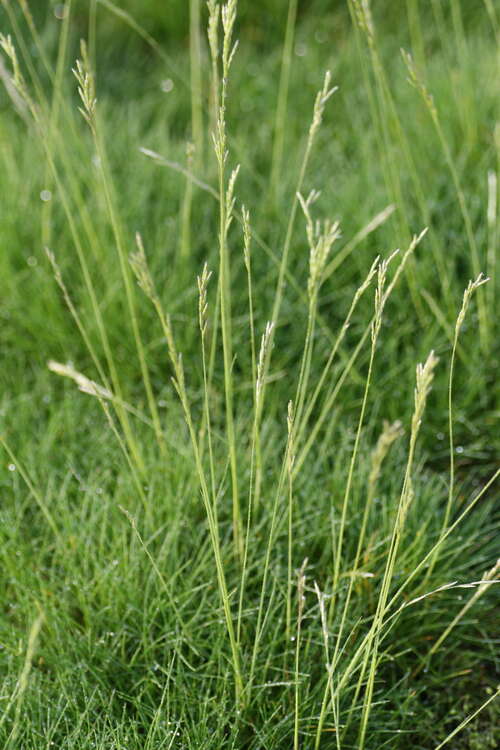 Bild von Festuca gautieri