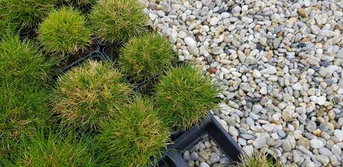 Bild von Zwergiger Bärenfell-Schwingel