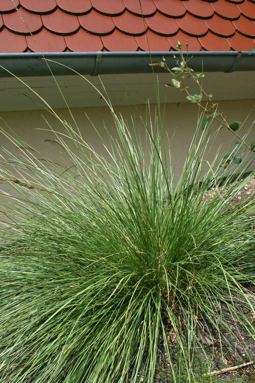 Bild von Festuca mairei