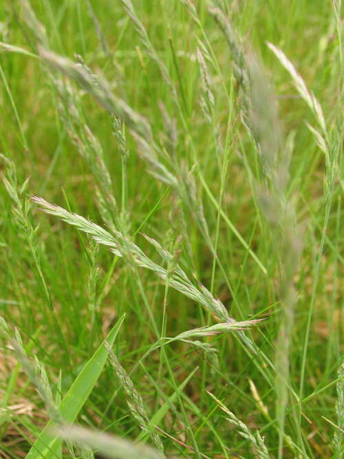 Bild von Echter Schaf-Schwingel