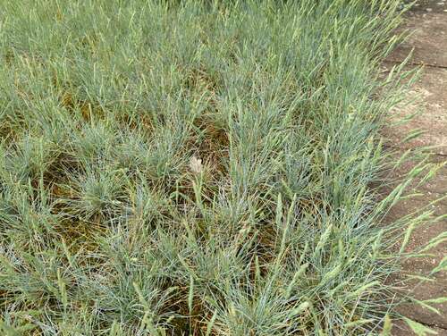 Bild von Festuca ovina Eisvogel