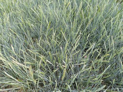 Bild von Festuca valesiaca Glaucantha