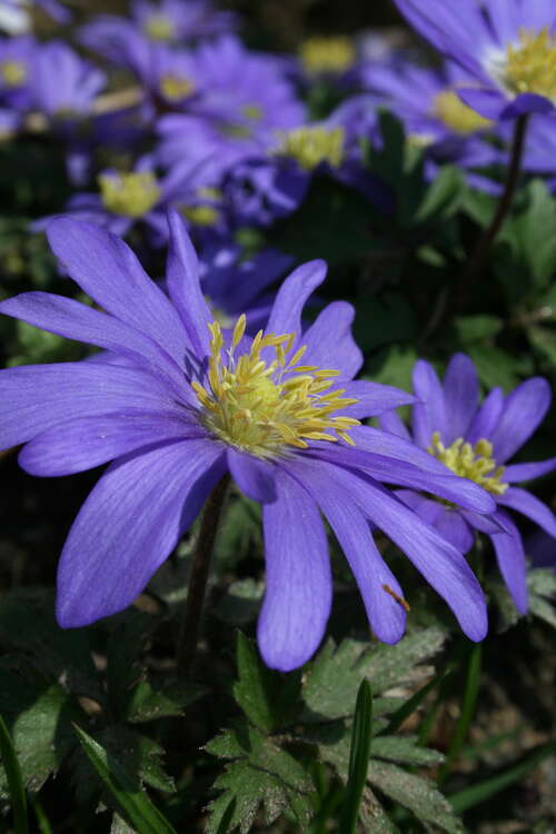 Bild von Strahlen-Windröschen