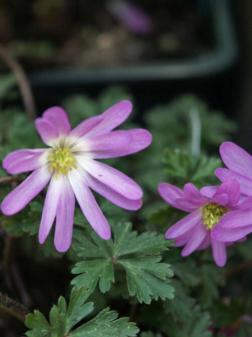 Bild von Anemone blanda rosa