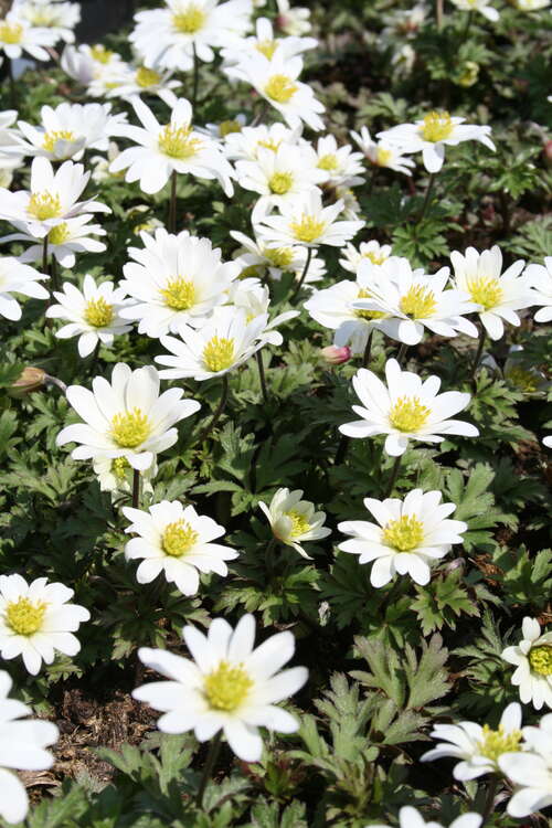 Bild von Anemone blanda White Shades