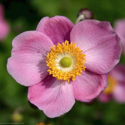 Bild von Garten-Herbst-Anemone