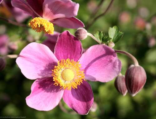 Bild von Anemone hupehensis Splendens