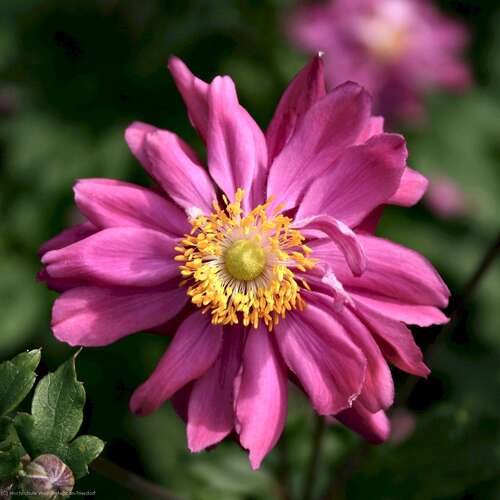 Bild von Anemone japonica Bressingh.-Glow