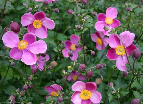 Bild von Anemone japonica Hadspen Abundance