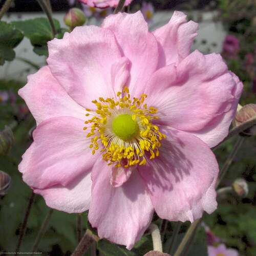 Bild von Anemone japonica König. Charlotte
