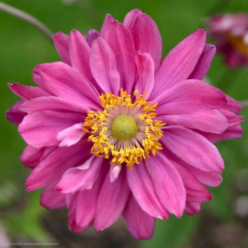 Bild von Anemone japonica Pamina