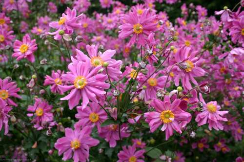 Bild von Anemone japonica Prinz Heinrich