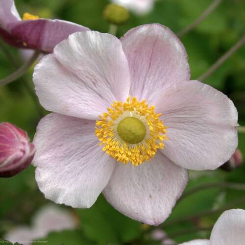 Bild von Anemone japon. Richard-Ahrens