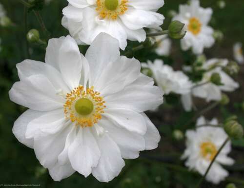 Bild von Garten-Herbst-Anemone