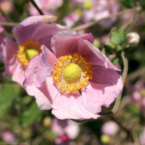 Bild von Anemone japonica Rosenschale