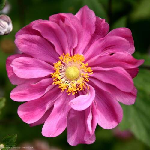 Bild von Anemone japonica Margarete