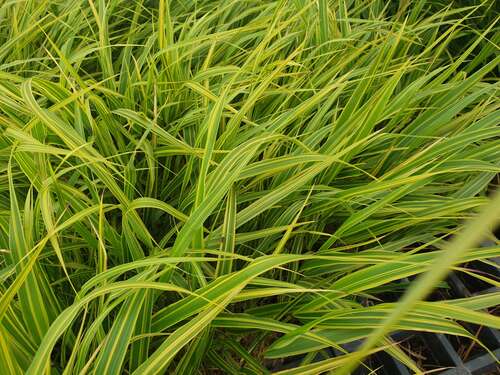 Bild von Hakonechloa macra Albostriata